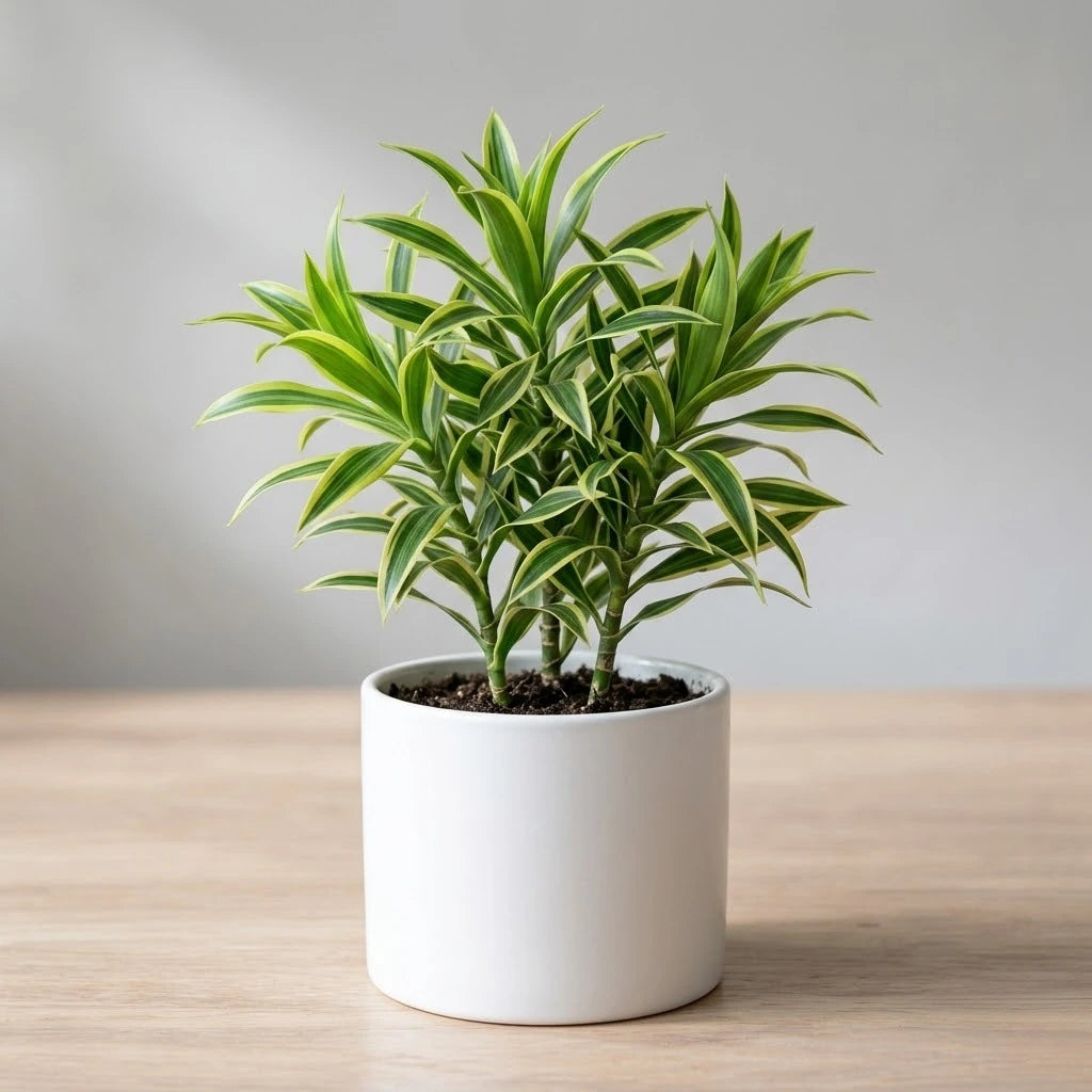 potted plants for sale in jamaica Buy Song of Jamaica Plant Sapling (1Pc) | Only Rs.89/-