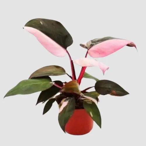 This is an image of Philodendron Pink Princess Plant Sapling planted in a pot