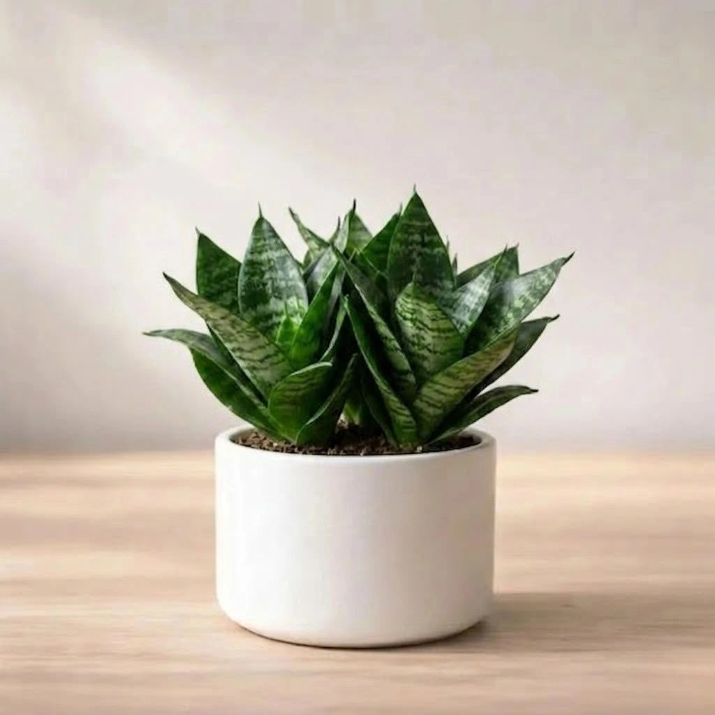 snake plant malayalam name Buy Dwarf Snake Plant Sapling (1pc)