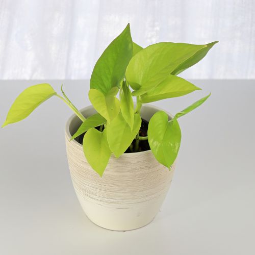 Money Plant Sapling in a white pot.