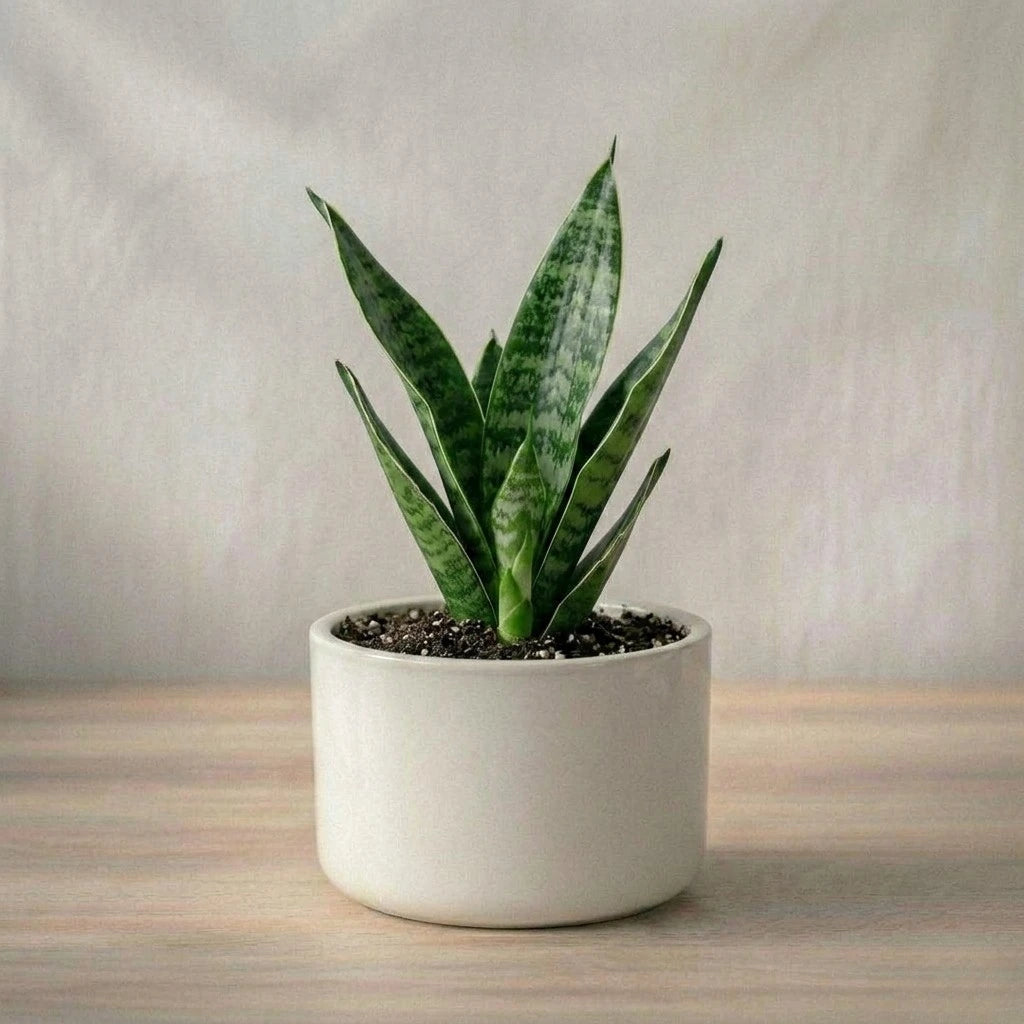 snake plant india Buy Snake Plant Sapling (1pc) | Only Rs.109/-