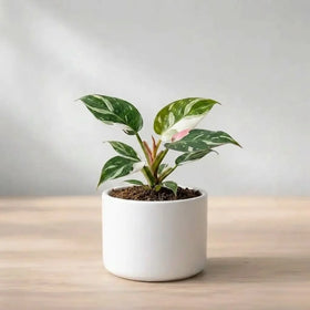 Philodendron White Princess Plant Sapling (1pc)