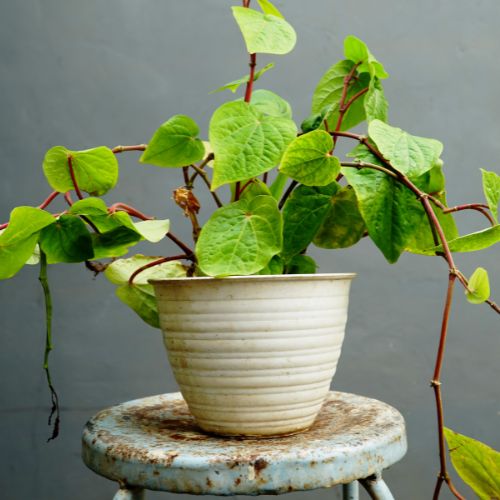 Betel Paan