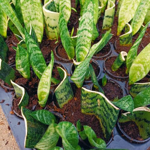 Multiple snake plant saplings.