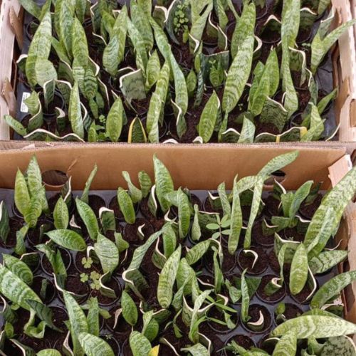 Planted image of the snake plant saplings.