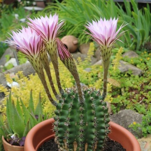 Echinopsis oxygona plant with flowers in a pot
