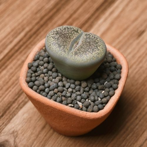Lithops single Plant Sapling in a pot