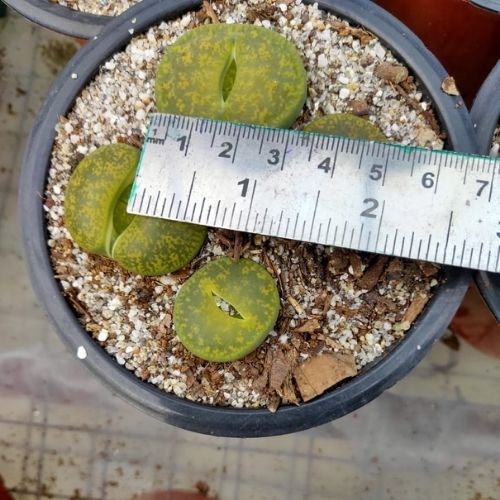 multiple Lithops Plant Sapling