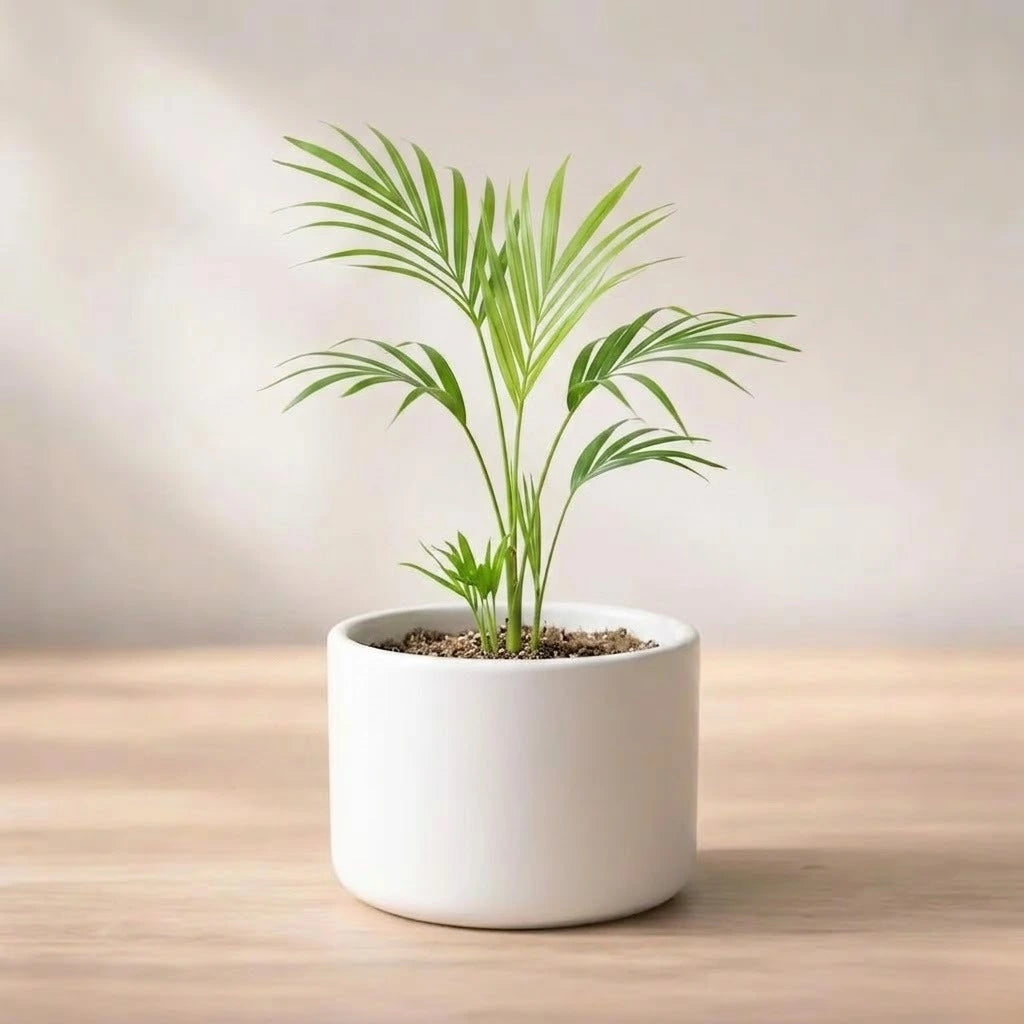 areca palm online shop Buy Areca Palm Saplings | Only Rs.79/-