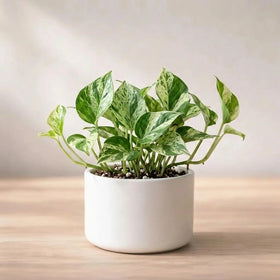 N'joy Money Plant Sapling(1pc)