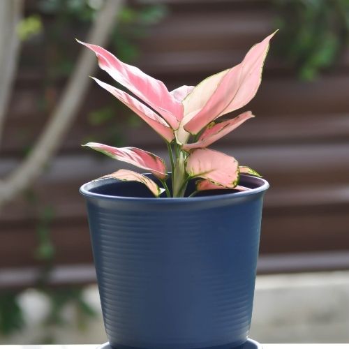 Aglaonema Pink Valentine Plant Sapling in blue pot