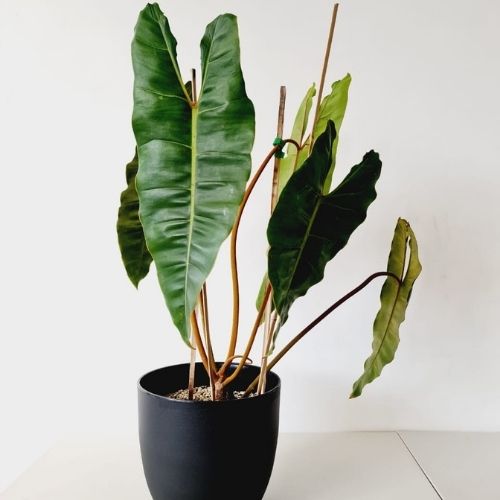 Philodendron Billietiae Plant Sapling in a pot.