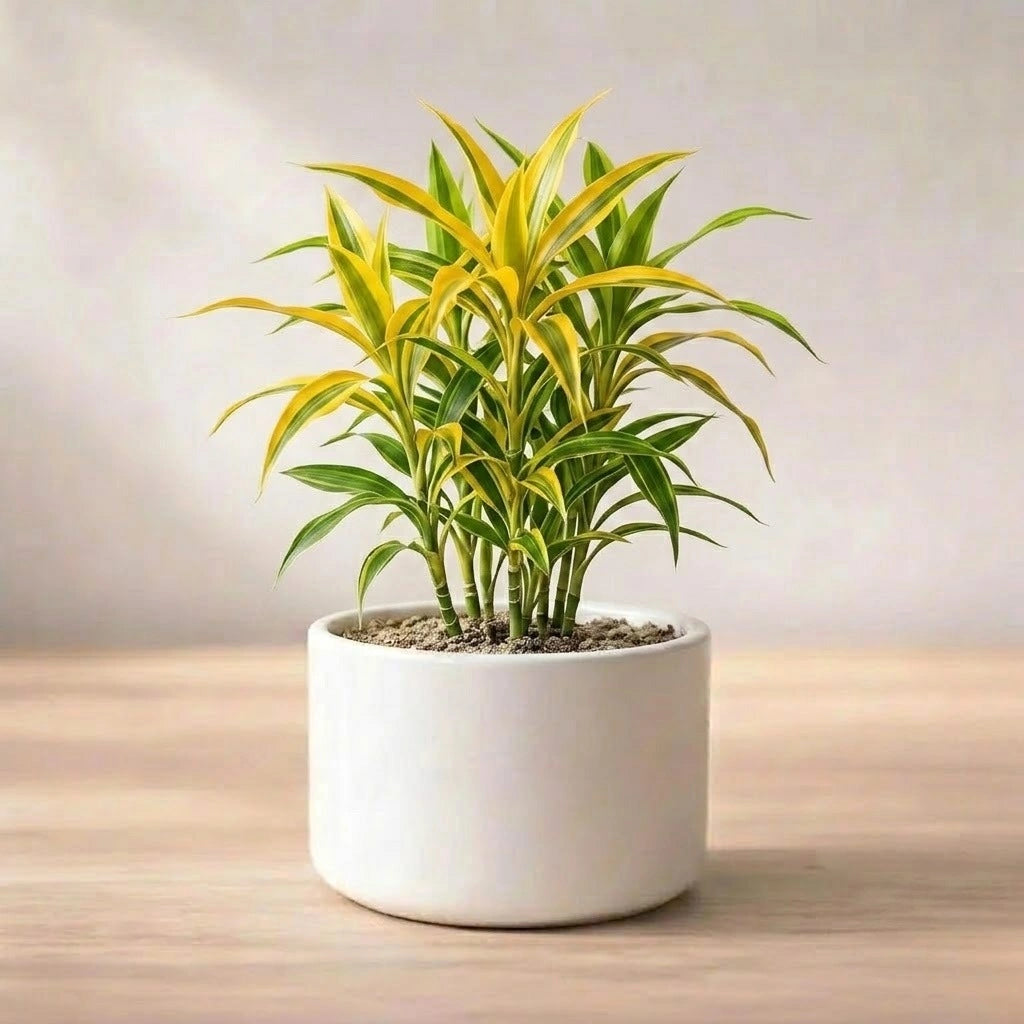 dracaena golden dragon Buy Dracaena Golden Dragon Plant Sapling (1pc) | Only Rs.69/-