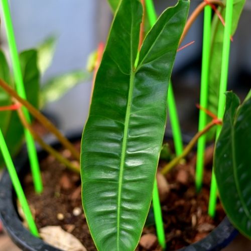 Philodendron Billietiae Plant Sapling with leaves.