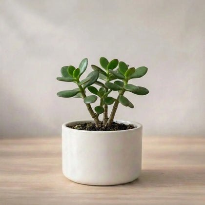 Jade Plant Sapling (1pc)