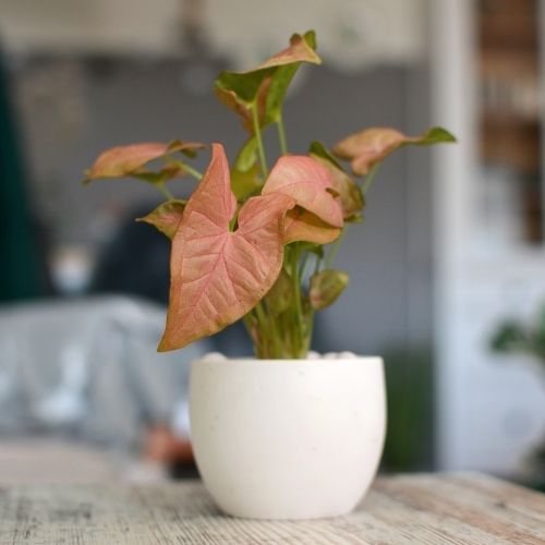 Syngonium Pink Plant Sapling