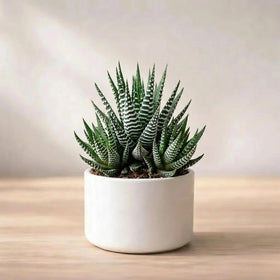 Zebra Haworthia Plant (1Pc)