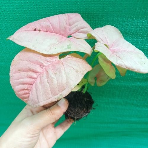 Syngonium Pink Plant in hand