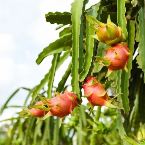 Dragon Fruit Sapling