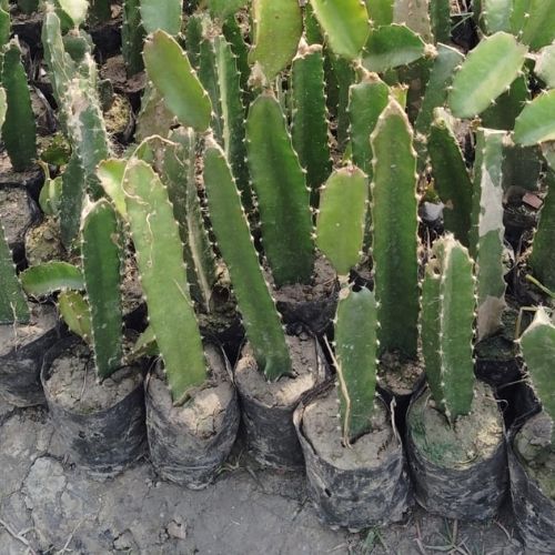 Multiple Dragon Fruit Saplings