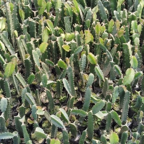Multiple Dragon Fruit Saplings in pots placed over ground
