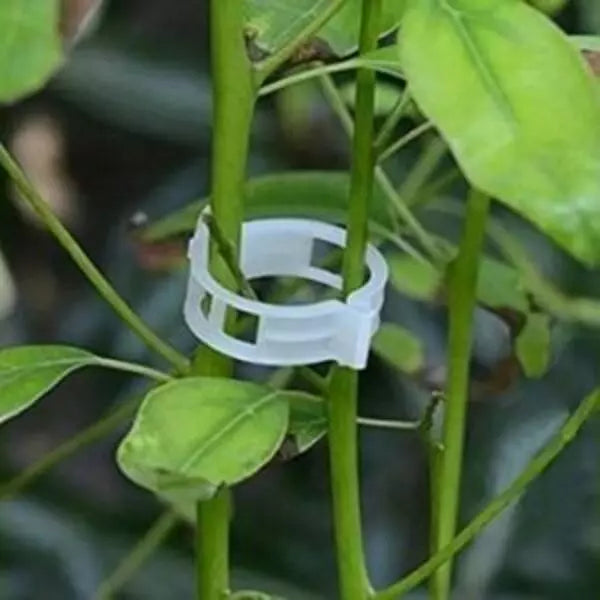This is an image of two stems clamped together with the help of Creeper Clips.
