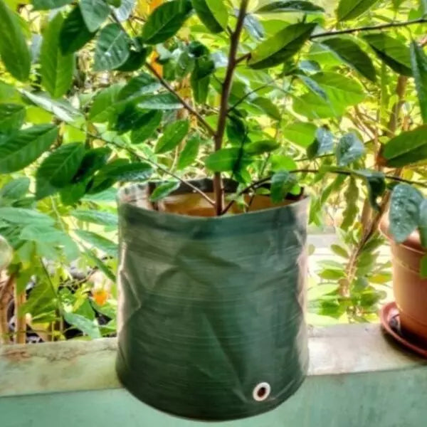 This is an image of Big Grow Bag (12*12 inch) of green color and a plant is planted inside the grow bag.