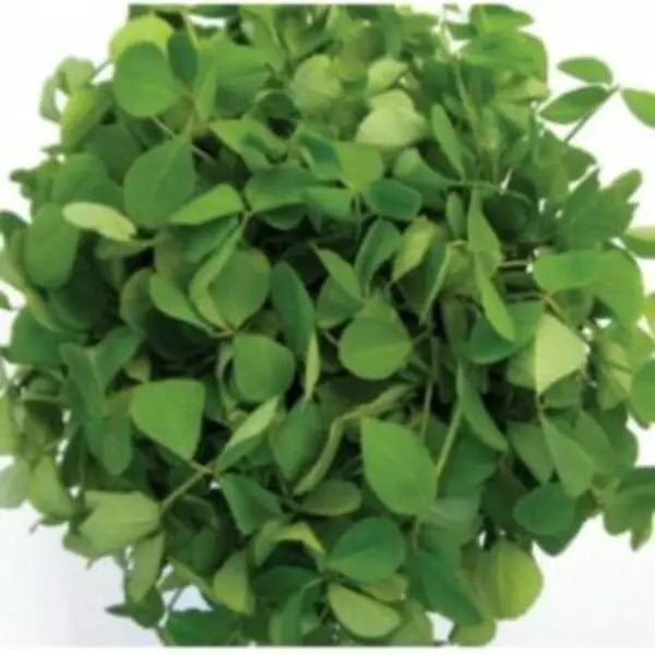 This is an image of fresh leaves of Kasuri Methi kept against white background.