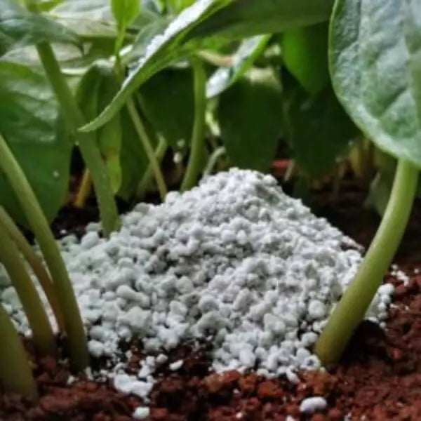 Finest white colored powder of perlite.