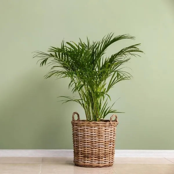 areca palm in telugu name Areca Palm Sapling (Pack of 7) – The Affordable Organic Store