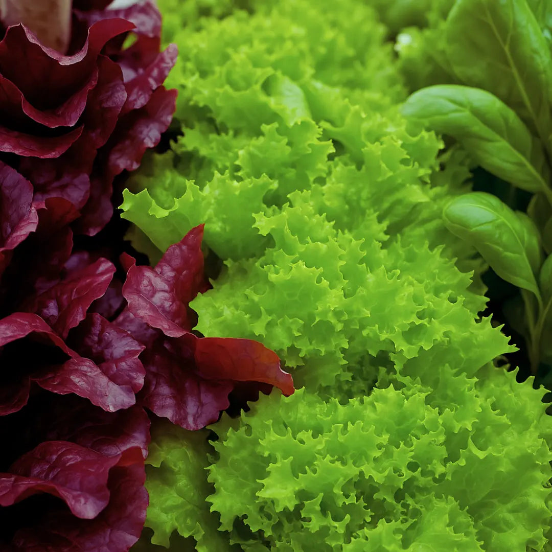Multiple Lettuce leaves placed together.