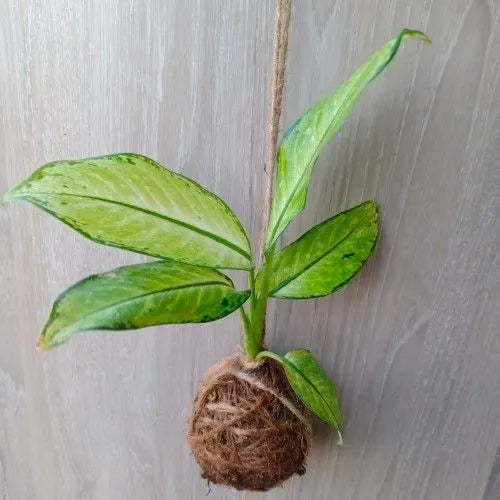 Dieffenbachia Camille Plant