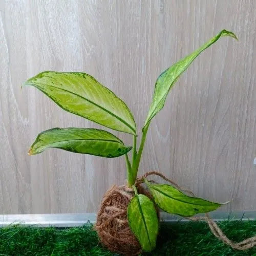 Dieffenbachia Camille Plant Kokedama in front of white wall