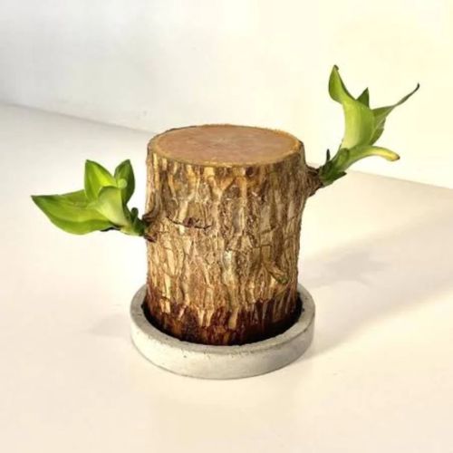 Brazilian Lucky Wood Plant