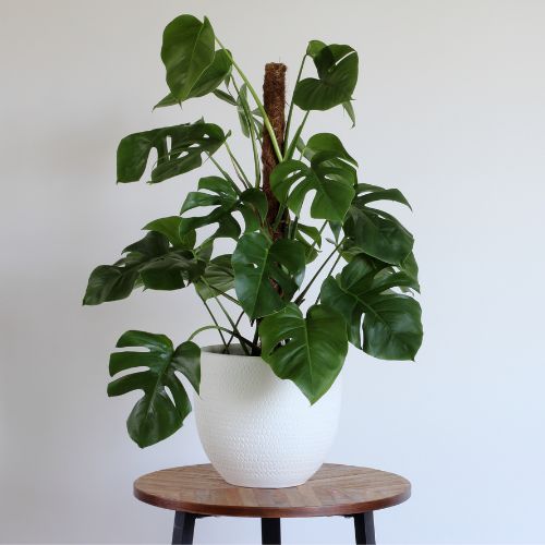 Monstera Dragon Tail Plant Sapling in  a pot.