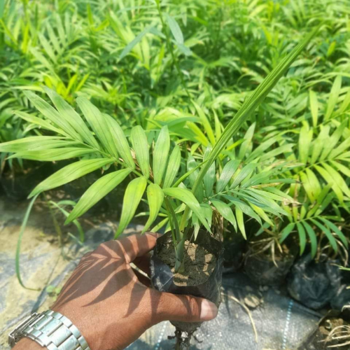 Chamaedorea Elegans Palm Plant holding by hand