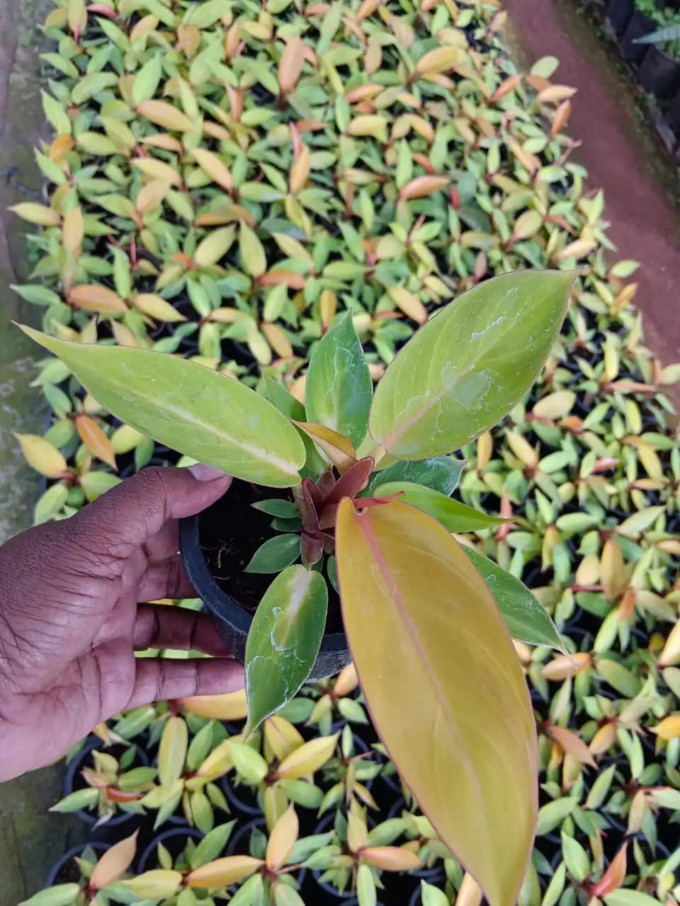 Multiple Philodendron Cherry Red Plant Saplings.
