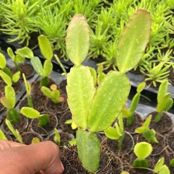 A hand holding fresh, Christmas Cactus Plant in net pot with several same and different saplings in background.