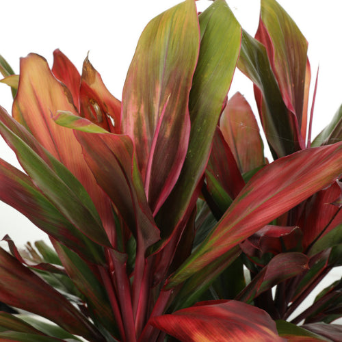 Cordyline Brown Plant Sapling