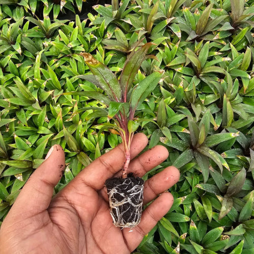 Cordyline Brown Plant Sapling holding by hand