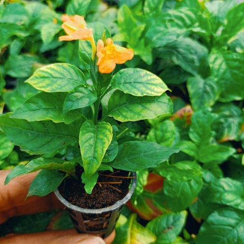 Crossandra Plant Sapling with yellow flower