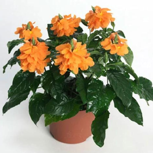 Crossandra Plant Sapling