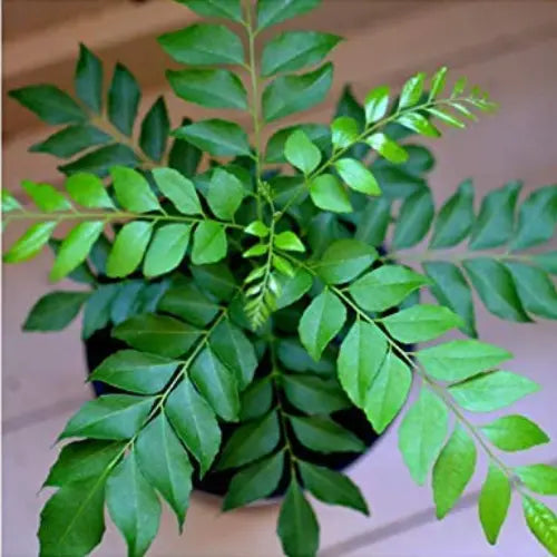 Curry Leaves Sapling