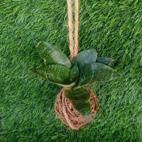Dwarf Snake Kokedama