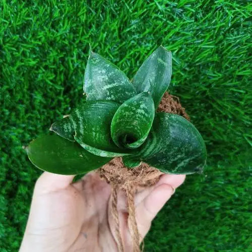 Dwarf Snake Kokedama holding by hand