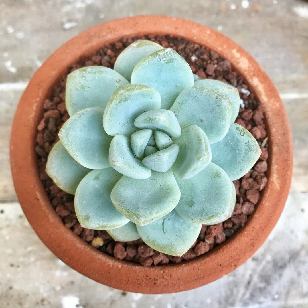 Echeveria Mixed Succulent Indoor Plant