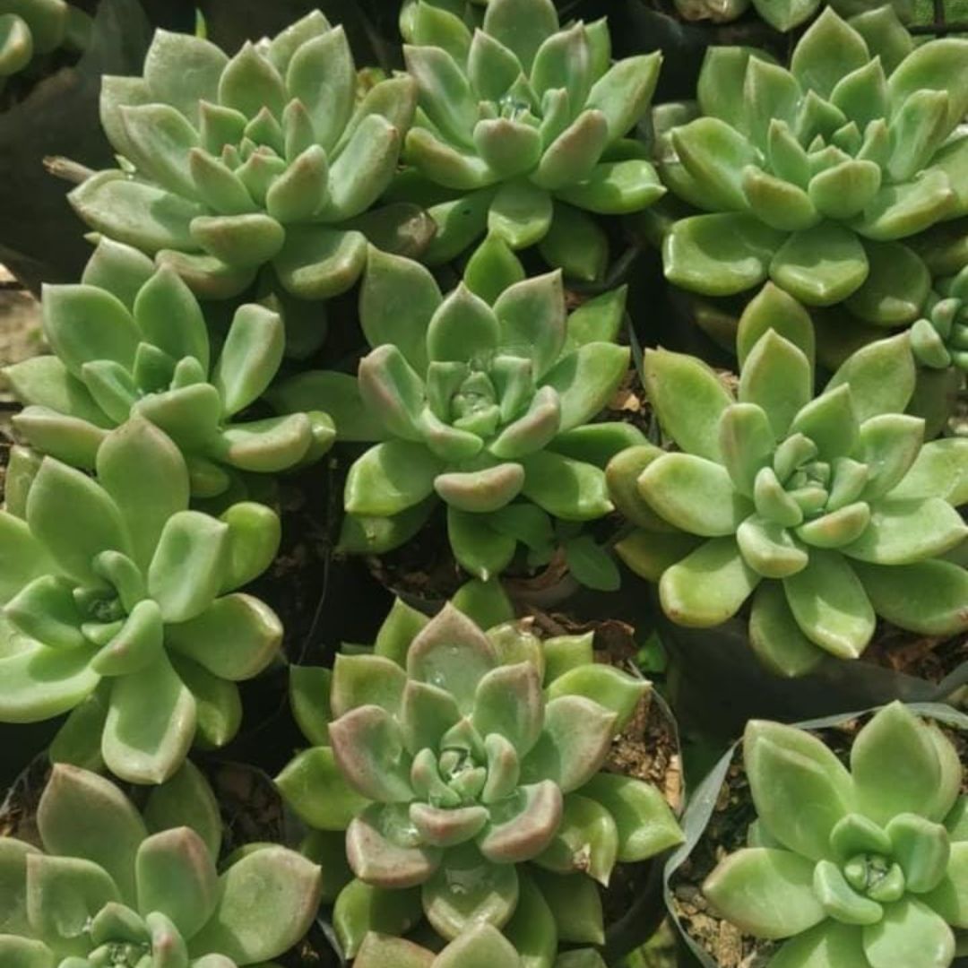 multiple Echeveria Mixed Succulent Indoor Plant