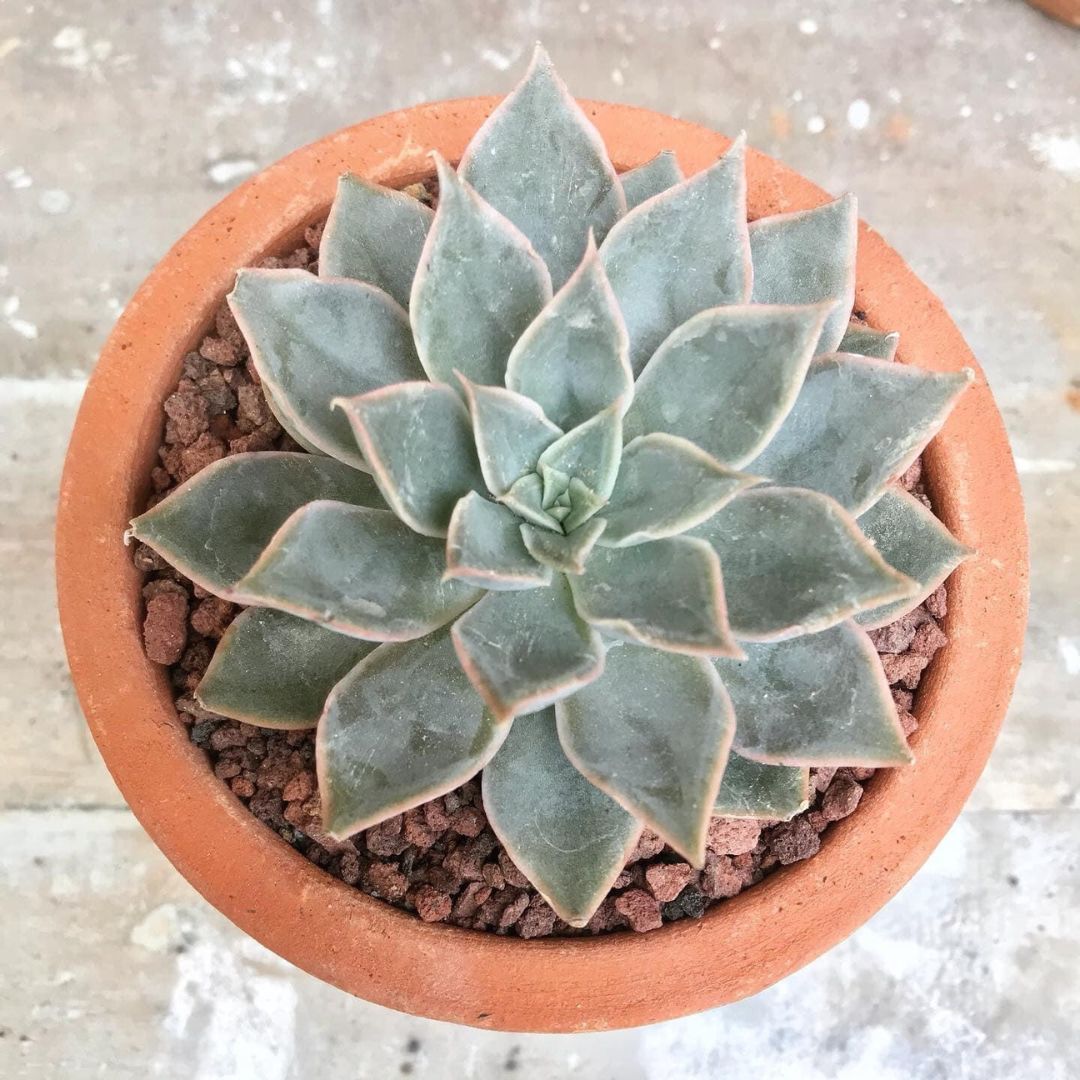 Echeveria Succulent Indoor Plant