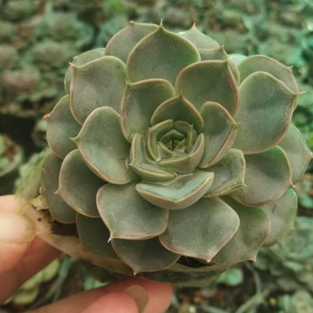 Echeveria Succulent Indoor Plant holding by hand