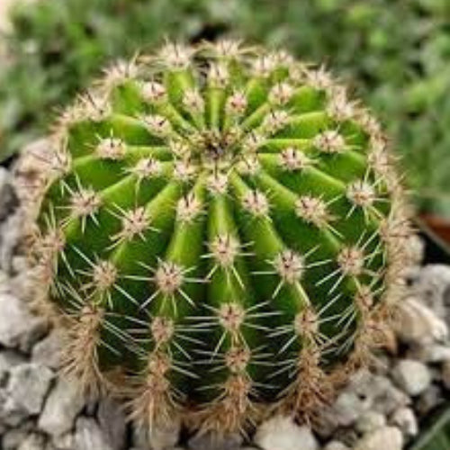Echinopsis oxygona plant  in a pot with white stones